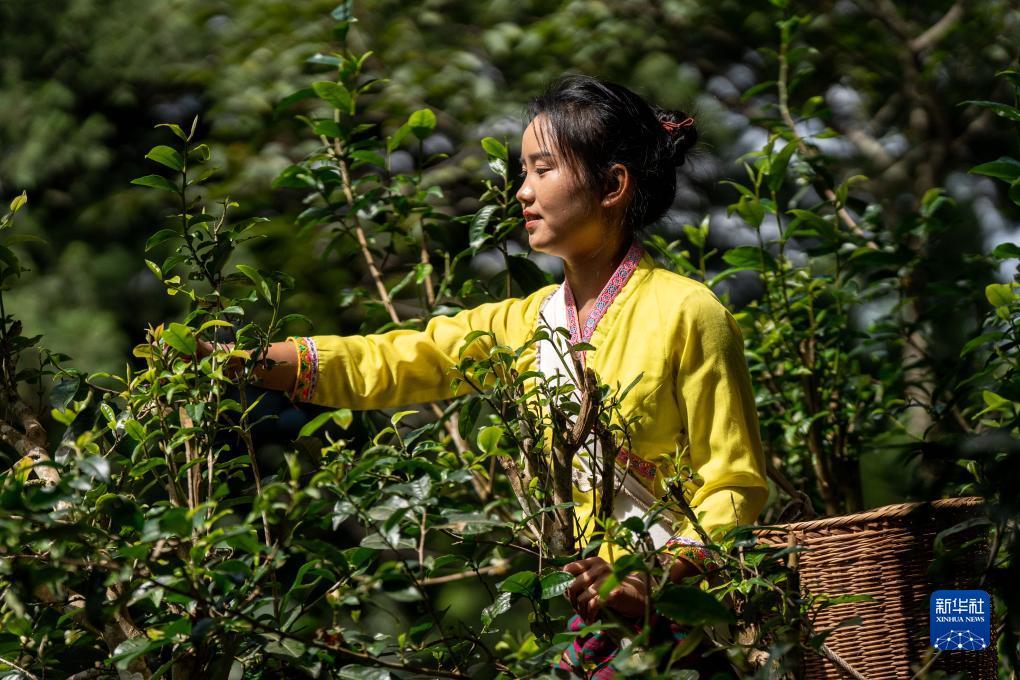 白菜网大全